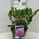 Rhododendron 'Orakel' 30-40 cm 5,0L