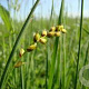 Carex panicea GM P9