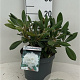 Rhododendron (Y) 'Porzellan' 25-30 cm 5,0L