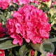 Rhododendron 'Rocket' 50-60 cm 10L