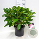Rhododendron 'Scintillation' 30-40 cm 5,0L