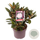 Rhododendron (Y) 'Silberwolke' 25-30 cm 5,0L