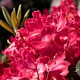Rhododendron 'Vollblut' 30-40 cm 5,0L