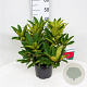 Rhododendron 'Wilgen's Ruby' 30-40 cm 5,0L