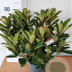 Rhododendron 'Wilgen's Ruby' 30-40 cm 5,0L