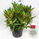 Rhododendron 'Wilgen's Ruby' 50-60 cm 10L