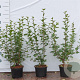 Ribes alpinum 40-60 cm 2,0L