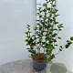 Ribes alpinum 40-60 cm 2,0L