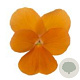 Viola kleinbloemig oranje GM P9