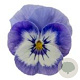 Viola kleinbloemig blauw wit GM P9