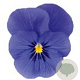 Viola kleinbloemig blauw GM P9