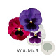 Viola Trio grootbloemig Witt mix 3 GM P13
