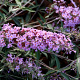 Buddleja davidii Free Petite 'Lavender Flow' 20-25 cm 2,0L