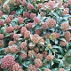 Skimmia japonica 'Marlot' GM 1.5