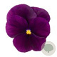 Viola kleinbloemig paars GM P9
