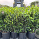Viburnum tinus 80-100 cm 18L