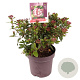 Viburnum tin. 'Gwenllian' 40-50 cm 13L
