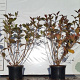 Weigela florida 'Victoria' 40-50 cm 2,0L