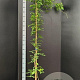 Wisteria sinensis 'Prolific' 175-200 cm 7,5L