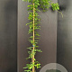 Wisteria sinensis 'Prolific' 175-200 cm 7,5L