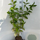 Cornus alba 80-100 cm 2,0L