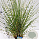 Cortaderia s. 'Sunningd. Silver' 40-60 cm 4,0L