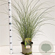 Miscanthus sin. 'Morning Light' 40-60 cm 4,0L