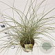 Miscanthus sin. 'Morning Light' 40-60 cm 4,0L
