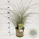 Miscanthus sin. 'Morning Light' 40-60 cm 4,0L