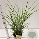 Miscanthus sin. 'Strictus' 40-60 cm 4,0L