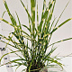 Miscanthus sin. 'Strictus' 40-60 cm 4,0L