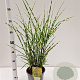 Miscanthus sin. 'Strictus' 40-60 cm 4,0L