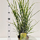 Miscanthus sin. 'Strictus' 40-60 cm 4,0L