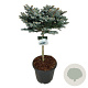 Picea pungens 'Glauca Globosa' 60 cm stam 30L