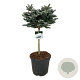 Picea pungens 'Glauca Globosa' 60 cm stam 30L