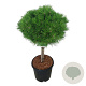 Pinus dens. 'Low Glow' 40 cm stam 15L kroon 50-60