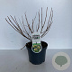 Cephalanthus occidentalis 30-40 cm 3,0L