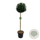 Prunus lusitanica 'Angustifolia' 120-140 cm 30L