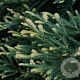 Sequoia semp. 'Steel Blue' 150-175 cm cont. 55L extra