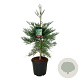 Sequoiadendron g. 'H. Mamm. Three' 80-100 cm 30L extra