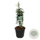 Sequoiadendron g. 'Pendulum' 80-100 cm 30L extra