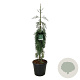Sequoiadendron g. 'Pendulum' 125-150 cm 30L extra