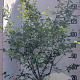 Amelanchier lamarckii 200 cm 35L