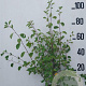 Amelanchier ovalis 80-100 cm 10L