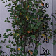 Amelanchier ovalis 100-125 cm 20L