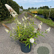 Buddleja d. 'White Bouquet' 60-80 cm 10L