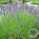 Lavandula int. 'Grosso' GM P9