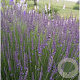 Lavandula int. 'Grosso' GM P9
