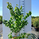 Cercis chinensis 125-150 cm 20L
