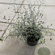 Corokia virgata 60-80 cm 7,5L